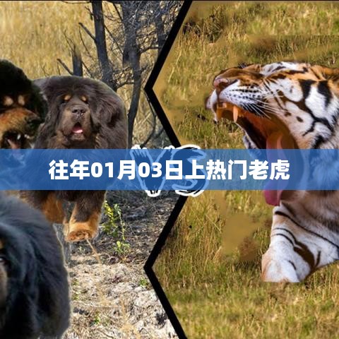 老虎上熱門，回顧歷年熱門事件