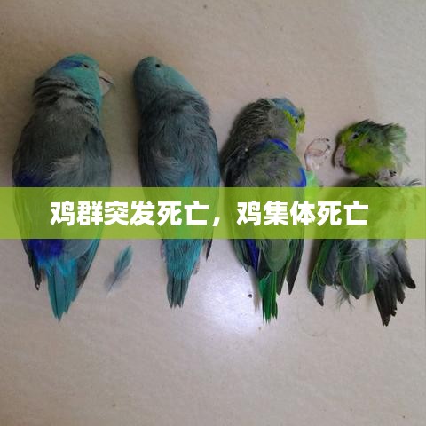 雞群突發(fā)死亡，雞集體死亡 