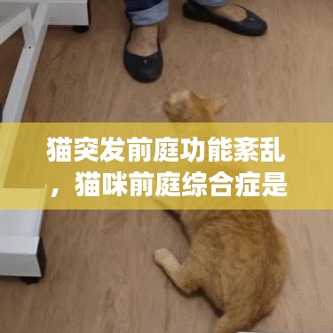 貓突發(fā)前庭功能紊亂，貓咪前庭綜合癥是什么意思 