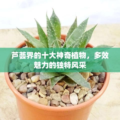 蘆薈界的十大神奇植物，多效魅力的獨特風采