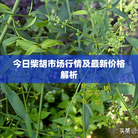 今日柴胡市場(chǎng)行情及最新價(jià)格解析