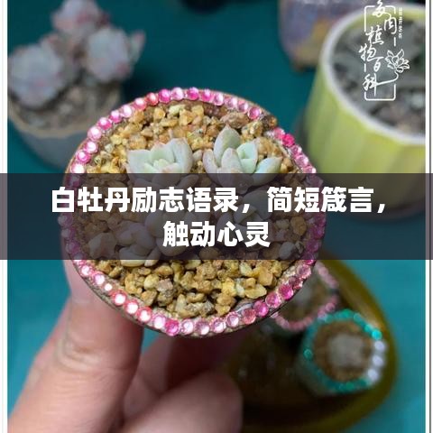 白牡丹勵(lì)志語錄，簡(jiǎn)短箴言，觸動(dòng)心靈