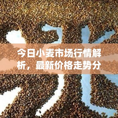 今日小麥?zhǔn)袌鲂星榻馕?，最新價格走勢分析