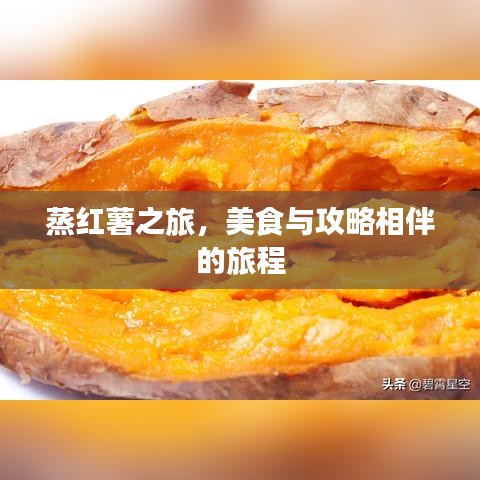 蒸紅薯之旅，美食與攻略相伴的旅程