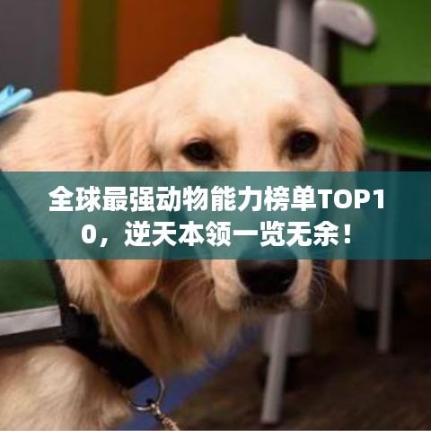 全球最強(qiáng)動(dòng)物能力榜單TOP10，逆天本領(lǐng)一覽無(wú)余！