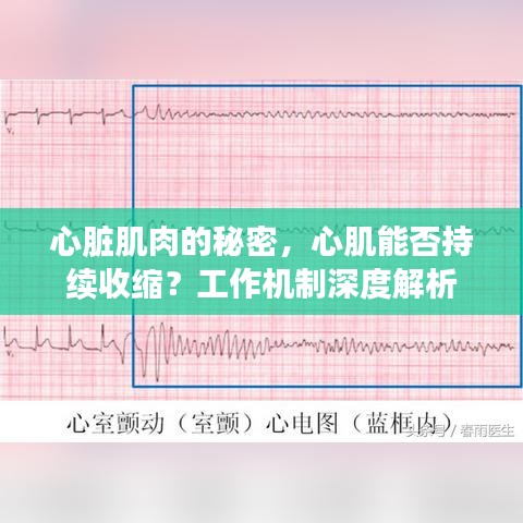 心臟肌肉的秘密，心肌能否持續(xù)收縮？工作機(jī)制深度解析
