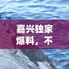 嘉興獨(dú)家爆料，不容錯(cuò)過(guò)的本地新聞資訊