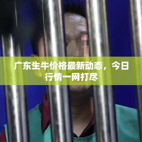 廣東生牛價(jià)格最新動(dòng)態(tài)，今日行情一網(wǎng)打盡