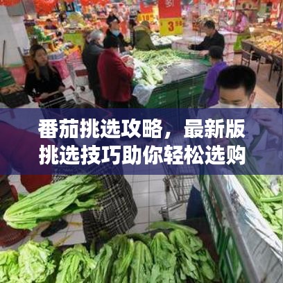 番茄挑選攻略，最新版挑選技巧助你輕松選購(gòu)美味番茄！