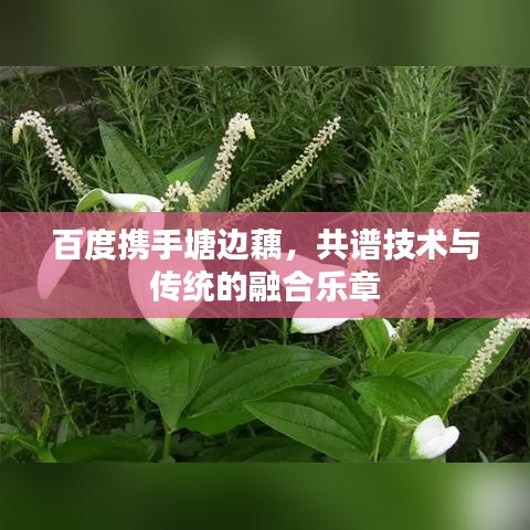 百度攜手塘邊藕，共譜技術(shù)與傳統(tǒng)的融合樂章