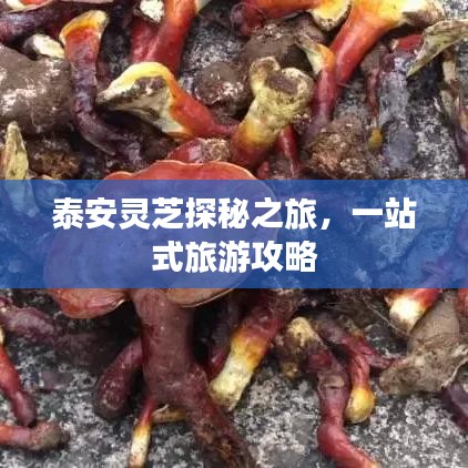 泰安靈芝探秘之旅，一站式旅游攻略