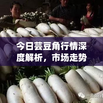 今日蕓豆角行情深度解析，市場(chǎng)走勢(shì)、價(jià)格及供需關(guān)系一網(wǎng)打盡
