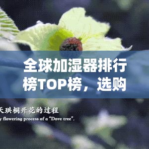 全球加濕器排行榜TOP榜，選購最佳加濕器必看！