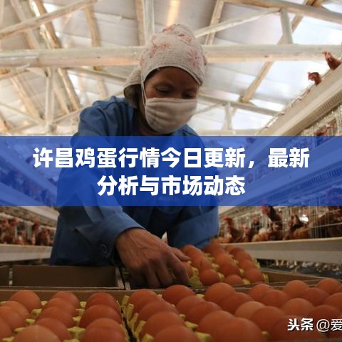 許昌雞蛋行情今日更新，最新分析與市場(chǎng)動(dòng)態(tài)