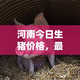 河南今日生豬價格，最新豬價行情一網(wǎng)打盡！