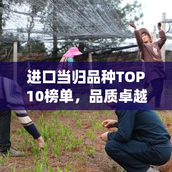 進(jìn)口當(dāng)歸品種TOP10榜單，品質(zhì)卓越之選
