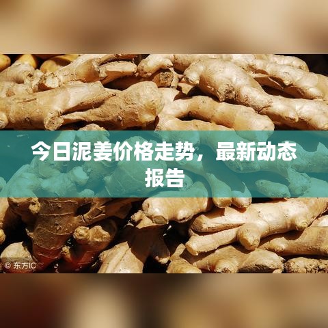 今日泥姜價格走勢，最新動態(tài)報告
