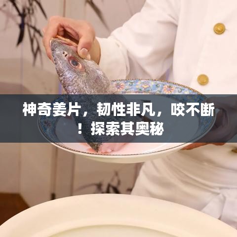 神奇姜片，韌性非凡，咬不斷！探索其奧秘