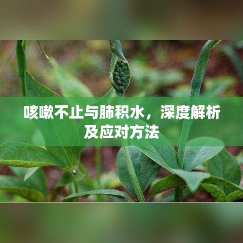 咳嗽不止與肺積水，深度解析及應對方法