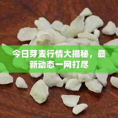 今日芽麥行情大揭秘，最新動(dòng)態(tài)一網(wǎng)打盡