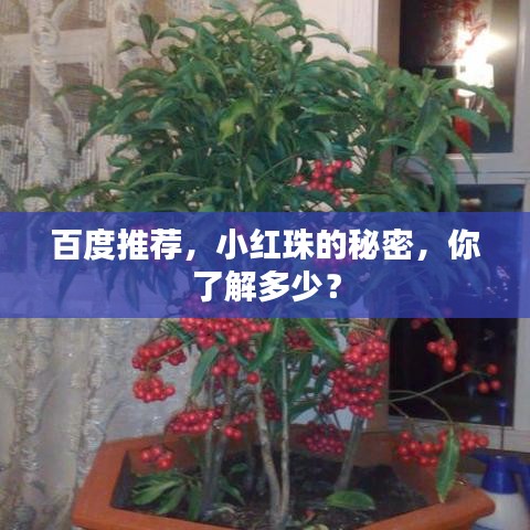 百度推薦，小紅珠的秘密，你了解多少？