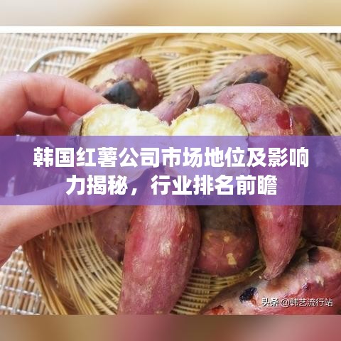韓國紅薯公司市場地位及影響力揭秘，行業(yè)排名前瞻