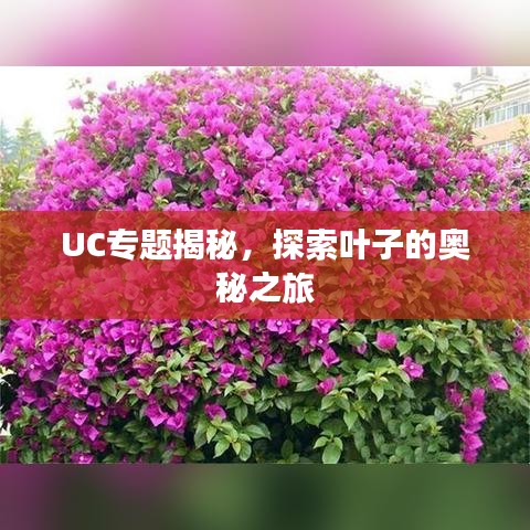 UC專題揭秘，探索葉子的奧秘之旅