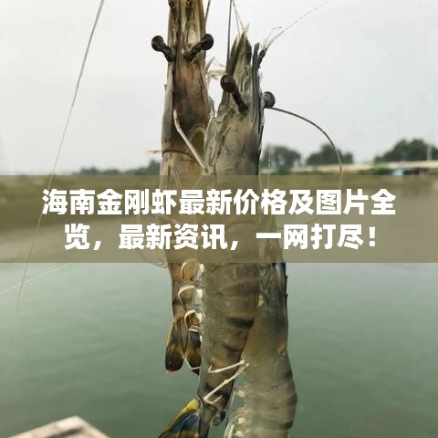 海南金剛蝦最新價(jià)格及圖片全覽，最新資訊，一網(wǎng)打盡！