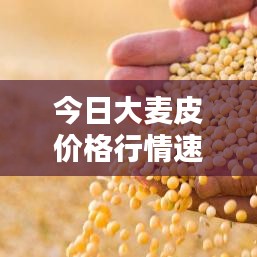 今日大麥皮價(jià)格行情速遞