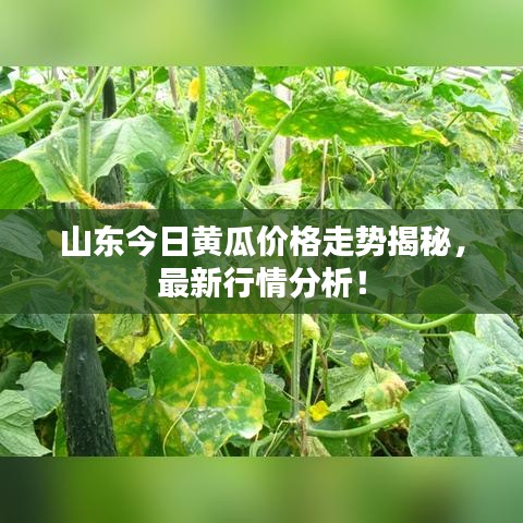 山東今日黃瓜價(jià)格走勢(shì)揭秘，最新行情分析！