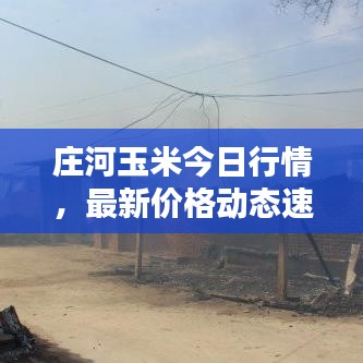 莊河玉米今日行情，最新價(jià)格動(dòng)態(tài)速遞