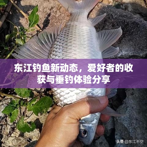 東江釣魚新動態(tài)，愛好者的收獲與垂釣體驗分享