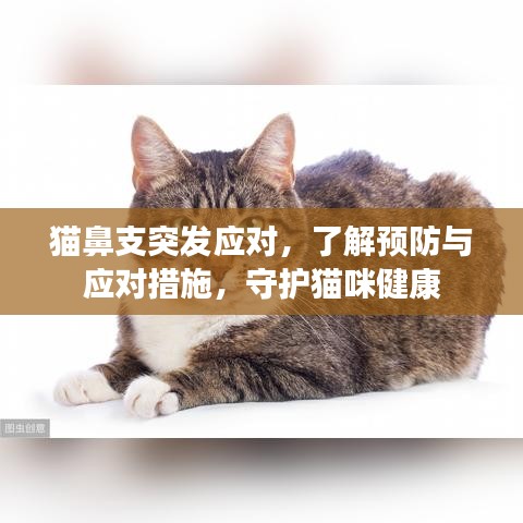 貓鼻支突發(fā)應(yīng)對(duì)，了解預(yù)防與應(yīng)對(duì)措施，守護(hù)貓咪健康