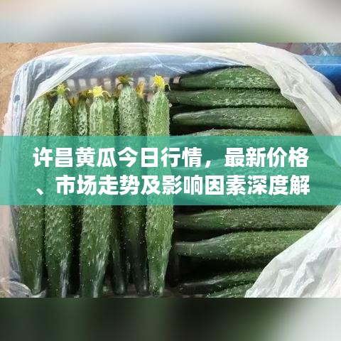 許昌黃瓜今日行情，最新價格、市場走勢及影響因素深度解析