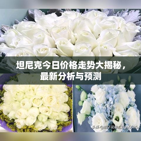 坦尼克今日價格走勢大揭秘，最新分析與預(yù)測