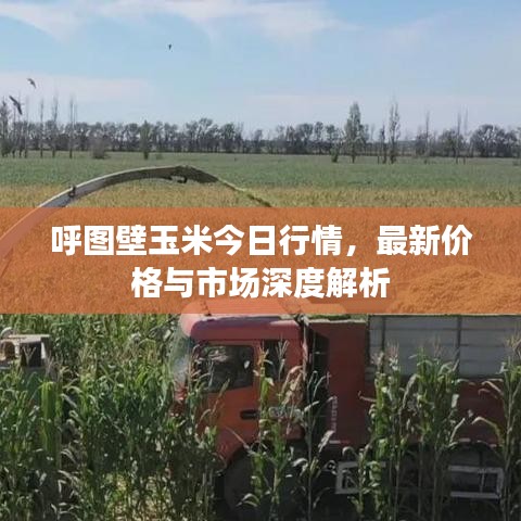 呼圖壁玉米今日行情，最新價(jià)格與市場(chǎng)深度解析