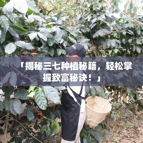 「揭秘三七種植秘籍，輕松掌握致富秘訣！」