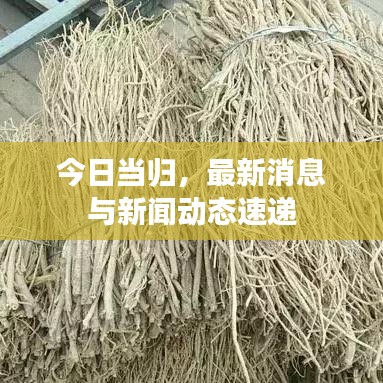 今日當(dāng)歸，最新消息與新聞動態(tài)速遞
