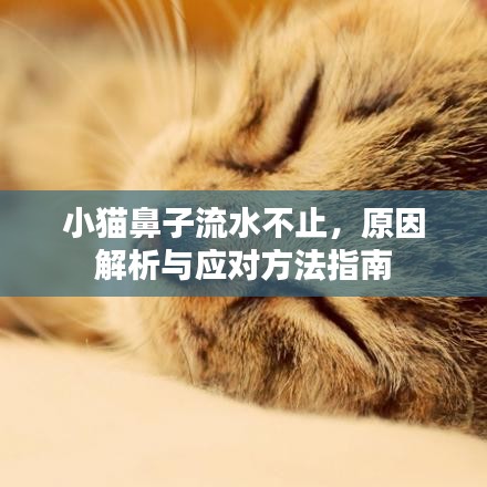 小貓鼻子流水不止，原因解析與應(yīng)對方法指南