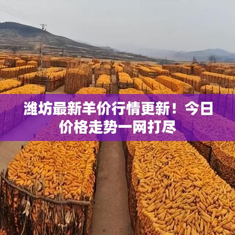 濰坊最新羊價行情更新！今日價格走勢一網(wǎng)打盡